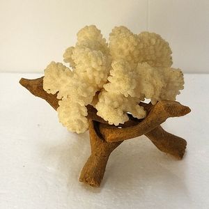 Natural Coral with Carved Wood Stand Sea Shell Beach Decor